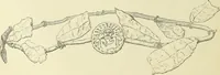 Picture 43 of 430 from Antiquités de la Russie méridionale (1891), leaf 55