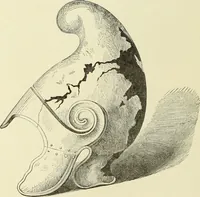 Picture 48 of 430 from Antiquités de la Russie méridionale (1891), leaf 59