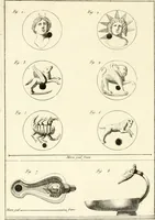 An illustration from Antiquités d'Herculanum (1804)
