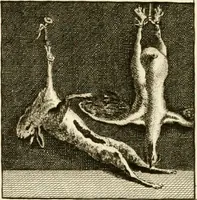 An illustration from Les antiquités d'Herculanum : avec leurs explications en françois (1780)