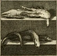 Picture 73 of 81 from Les antiquités d'Herculanum : avec leurs explications en françois (1780), leaf 332