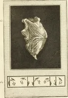 Picture 43 of 84 from Les antiquités d'Herculanum : avec leurs explications en françois (1780), leaf 168