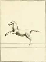 An illustration from Les antiquités d'Herculanum : avec leurs explications en françois (1780)
