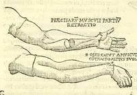 An illustration from Galeni librorum septima classis : curativum methodum tum diffuse tum breviter descriptam, victus rationem in morbis acutis, singulorum morborum facile paranda remedia, privatam quorundam morborum curationem, chirurgie constitutionem, fracturarum ac luxationum sanationem, fasciarum deniq ; & laqueorum & machinamentorum tractatum continet (1576)