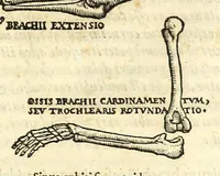 An illustration from Galeni librorum septima classis : curativum methodum tum diffuse tum breviter descriptam, victus rationem in morbis acutis, singulorum morborum facile paranda remedia, privatam quorundam morborum curationem, chirurgie constitutionem, fracturarum ac luxationum sanationem, fasciarum deniq ; & laqueorum & machinamentorum tractatum continet (1576)