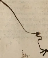 An illustration from Antonini Liberalis Transformationum congeries. Phlegontis Tralliani De mirabilibus & longaeuis libellus. Eivsdem De Olympijs fragmentum. Apollonii Historiae mirabiles. Antigoni Mirabil. narrationú congeries. M. Antonini philosophi imp. romani, De vita sua libri XII ab innumeris quibus antea scatebant mendis repurgati, & nuno demum vere editi (1568)