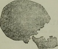 Picture 91 of 93 from Anvers (guide) : histoire, institutions, description des monuments et oeuvres-d'art (1874), leaf 256