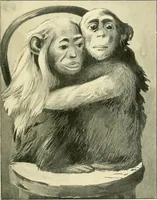 An illustration from Apes and monkeys; their life and language (1900)