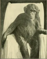 An illustration from Apes and monkeys; their life and language (1900)