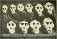 An illustration from Apes and monkeys; their life and language (1900)