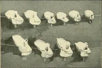 An illustration from Apes and monkeys; their life and language (1900)