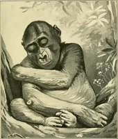 An illustration from Apes and monkeys; their life and language (1900)