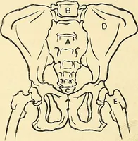 An illustration from Apes and monkeys; their life and language (1900)
