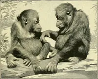 An illustration from Apes and monkeys; their life and language (1900)