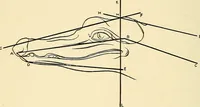 Picture 6 of 30 from Apes and monkeys; their life and language (1900), leaf 33