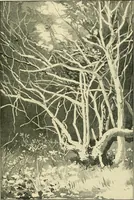 An illustration from Apes and monkeys; their life and language (1900)