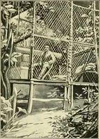 Picture 12 of 30 from Apes and monkeys; their life and language (1900), leaf 92
