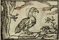 An illustration from Horou Apollonos Neiloou Hieroglyphika eklekta = Hori Apollinis Selecta hieroglyphica : imagines vero cum priuilegio (1599)