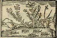 An illustration from Horou Apollonos Neiloou Hieroglyphika eklekta = Hori Apollinis Selecta hieroglyphica : imagines vero cum priuilegio (1599)
