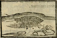 Picture 102 of 177 from Horou Apollonos Neiloou Hieroglyphika eklekta = Hori Apollinis Selecta hieroglyphica : imagines vero cum priuilegio (1599), leaf 165