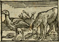 An illustration from Horou Apollonos Neiloou Hieroglyphika eklekta = Hori Apollinis Selecta hieroglyphica : imagines vero cum priuilegio (1599)