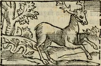 An illustration from Horou Apollonos Neiloou Hieroglyphika eklekta = Hori Apollinis Selecta hieroglyphica : imagines vero cum priuilegio (1599)