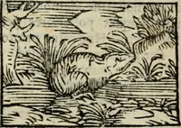 Picture 157 of 177 from Horou Apollonos Neiloou Hieroglyphika eklekta = Hori Apollinis Selecta hieroglyphica : imagines vero cum priuilegio (1599), leaf 238