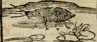 Picture 10 of 177 from Horou Apollonos Neiloou Hieroglyphika eklekta = Hori Apollinis Selecta hieroglyphica : imagines vero cum priuilegio (1599), leaf 24