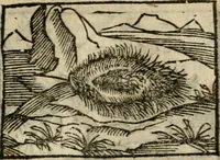 An illustration from Horou Apollonos Neiloou Hieroglyphika eklekta = Hori Apollinis Selecta hieroglyphica : imagines vero cum priuilegio (1599)