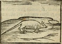 An illustration from Horou Apollonos Neiloou Hieroglyphika eklekta = Hori Apollinis Selecta hieroglyphica : imagines vero cum priuilegio (1599)