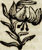 An illustration from Apparatus sacri honoris primo carmelitarum discalceatorum parenti seraphicæ virginis ac matris Theresiæ à Jesu filio primogenito S. Joanni à Cruce : post ejus solemnem in Vaticani colle apotheosin adornatus, a devotissimo filiorum suorum Collegio Augustano (1727)