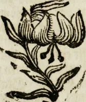 An illustration from Apparatus sacri honoris primo carmelitarum discalceatorum parenti seraphicæ virginis ac matris Theresiæ à Jesu filio primogenito S. Joanni à Cruce : post ejus solemnem in Vaticani colle apotheosin adornatus, a devotissimo filiorum suorum Collegio Augustano (1727)