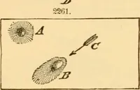 Picture 125 of 1395 from Appletons' cyclopaedia of applied mechanics: a dictionary of mechanical engineering and the mechanical arts (1880), leaf 93