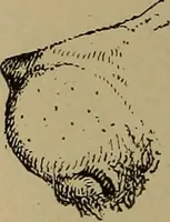 An illustration from Appletons' cyclopædia of technical drawing (1896)
