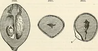 An illustration from Appleton's dictionary of machines, mechanics, engine-work, and engineering : illustrated with four thousand engravings on wood ; in two volumes (1873)