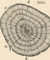 An illustration from Appleton's dictionary of machines, mechanics, engine-work, and engineering (1869)