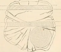 An illustration from Appleton's dictionary of machines, mechanics, engine-work, and engineering (1869)