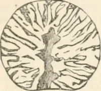 An illustration from Appleton's dictionary of machines, mechanics, engine-work, and engineering (1869)