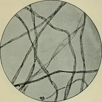 An illustration from Application of dyestuffs to textiles, paper, leather and other materials (1920)