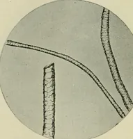 An illustration from Application of dyestuffs to textiles, paper, leather and other materials (1920)