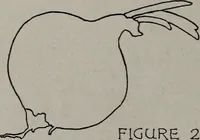 Picture 169 of 184 from Applied drawing (1916), leaf 231
