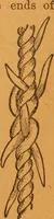 An illustration from Aquatic guide; (1891)