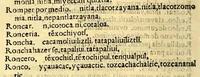 An illustration from Aqui comiença vn vocabulario enla lengua castellana y mexicana, (1555)