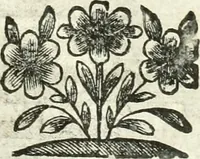 An illustration from Aquila Romana, ouero, Monarchia occidentale da Carlo Magno d'Occidente imperador primo : sino alla coronatione del glorioso Leopoldo Primo : tutti con le loro effigie dal naturale, aggiontiui li geroglifici ed allegorie, inuentione dell' autore (1679)