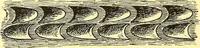 An illustration from Arbor vitae : a book on the nature & development of imaginative design for the use of teachers, handicraftsmen & others (1910)