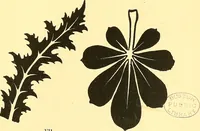 An illustration from Arbor vitae : a book on the nature & development of imaginative design for the use of teachers, handicraftsmen & others (1910)