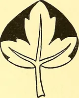 An illustration from Arbor vitae : a book on the nature & development of imaginative design for the use of teachers, handicraftsmen & others (1910)