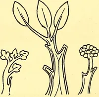 An illustration from Arbor vitae : a book on the nature & development of imaginative design for the use of teachers, handicraftsmen & others (1910)