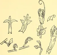 An illustration from Arbor vitae : a book on the nature & development of imaginative design for the use of teachers, handicraftsmen & others (1910)