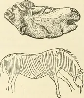 An illustration from Archaic England, an essay in deciphering prehistory from megalithic monuments, earthworks, customs, coins, placenames, and faeric superstitions (1919)